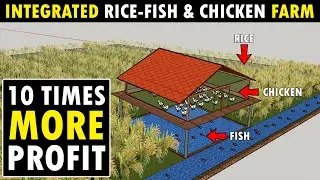 Integrated Rice - Fish and Chicken Farming | Integrated Rice - Fish & Poultry Farm Design