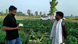 Syngenta Hybrid Cauliflower Snow Pearl