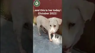 Charlie's Story !!!