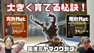ミヤマクワガタを大きく育てる秘訣！幼虫飼育と産卵でマットを使い分ける驚きのテクニック！｜【クワカブ広場】名人Shihoのクワカブ相談室！〈1月/49号〉　#カブトムシ #クワガタ #飼育方法