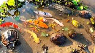 TOP Videos Fishing Catching and Hunting in Lake, Turtle, Koi Fish, Ranchu Fish, Pingpong Fish
