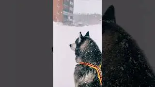 ох и Надюха - Bella все расскажет))) #husky #shorts
