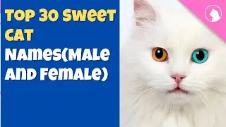 Top 30 Sweet Cat Names You&rsquo;re Gonna Want to Steal! Male and Female