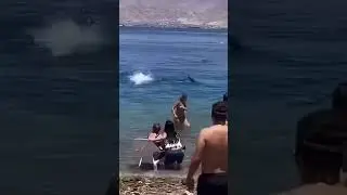 Lifeguards Sound Alarm as Shark Strikes Near Shore!