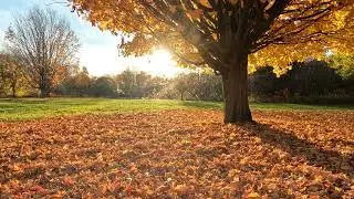 Enjoy Beautiful and Peacefull Sunny Autumn Day Soothing Relaxing and Healing Effects