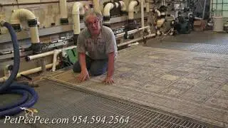 Two big Dog and A Silk Persian Carpet