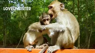 Poor monkey girl Alba so sweet help look after Anissa instead of mum Anna, Alba Love Anissa