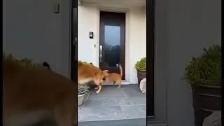 so funny.... #pets 🤣🤣🤣🤣🤣