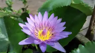 Blue Lotus - Indian Water Lilly - Neelorpalam