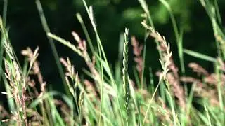 Royalty Free Tall Grass in the Wind Stock Video Footage