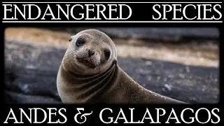 Endangered Species in Andes and Galapagos