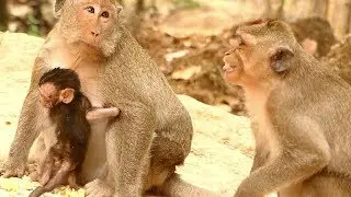 Delena Screaming To Maria Help | Dee Dee Hurt Hand Talking Request Baby | Sounds Monkey