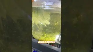 Moina population improves w/ green water culture 🥳