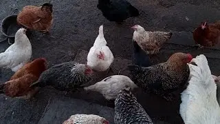 Показав усіх своїх курей і загнав качку в сарай.