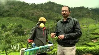 Tee-Ernte in Indien - W wie Wissen