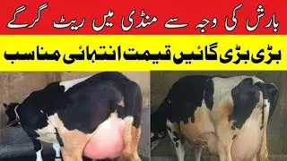 Cow Fresh Rates Update At Gojra Mandi I Pk Janware Update#cow