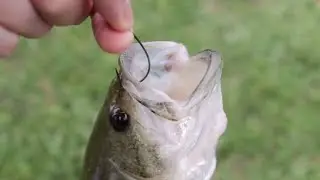 Rainbow Trout swim their way back to Texas waterways