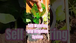 Vegetable plants Self Watering or Drip Irrigation System #wateringplants #selfwatering #dripgarden