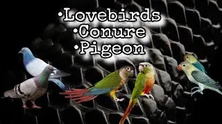 New Birds | New Chicks | New Breeding Pairs