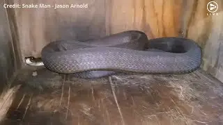 Holy fangs! 2.5m black mamba in a KZN doghouse