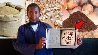 Very cheap chicken feed formula [ MAKE CHEAP FEED AT HOME ]..Q & A