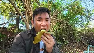 Bắt 2 ổ ong ruồi bầu mật siêu đẹp 