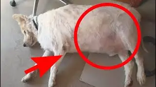 Собака с ожирением/Dog rescued from obesity