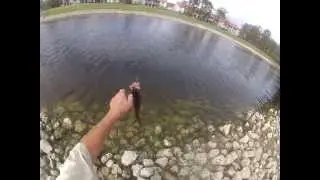 Mack's Lure shows how to horizontally-jig a Sonic BaitFish. Narrated by Pete Rosko.