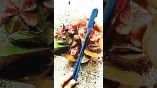 Easy Spay Painting With Toothbrush 😱😍 #shorts #shortsfeed #spray #painting #art #trending #explore