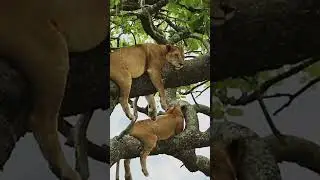 Cuteness Alert: Aww These Guys are SO CUTE! - Funny Animal Videos