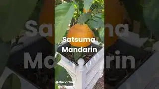🌳 cold-hardy citrus trees you can grow in containers! 🍊❄️