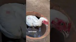 Blue eyes white Aseel male growth video.