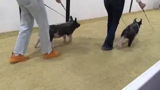 Top Shelf Showpig Sale 2023