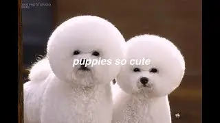 Cute baby animals Videos|Animal Report.