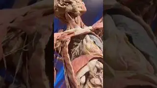 3d body video 📷