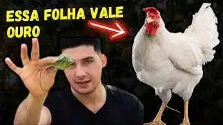 APENAS 5 FOLHAS DESSA PLANTA ACABA COM AS DOENÇAS NA SUA CRIAÇÃO!