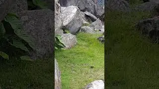 vizcacha de machupicchu