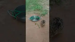 amazing diy primitive quail trap unique techniques #shorts #shortvideo #ytshorts