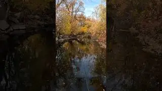 My Hookset Scared A Muskrat. #flyfishing #fishing #dryflyfishing #troutfishing #fishingadventures
