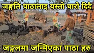 जङ्गलमै जन्मिएका सुङ्गुरको पाठा हरुलाइ यसरी चारो खुवाउनु पर्छ ,OUT DOOR PIGGERY