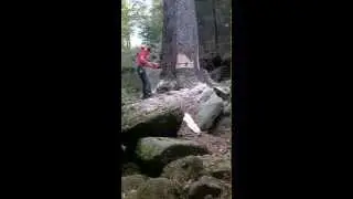 abattage traditionelle d'un gros épicéa de 8m3 ( Vosges)