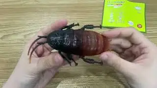 Assembly Video - Cockroach 3D Puzzles Figures Amphibian Insects Toy Playset For Children eBay Item