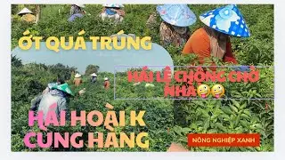 Ớt bẻ lần thứ 4 quá chính luôn