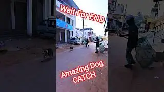 Malebennur City Dog Catch #catch #dog #amazing #streetdogrevival #shortsfeed #pets