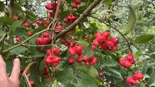 C&acirc;y giống mận ho&agrave;ng yến chuy&ecirc;n d&ugrave;ng l&agrave;m bonsai | lh: 0979582872 