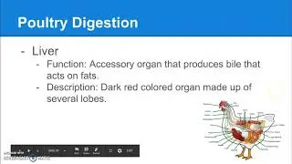 7 02 Poultry Digestion