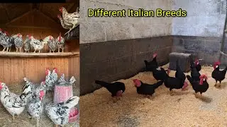 Leghorn chicken breed | italian chicken breed | Backyard chickens