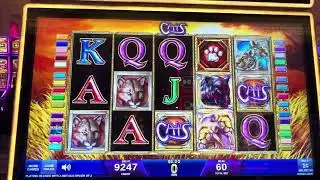 CATS SLOT PLAY #$100slots #slotmachines