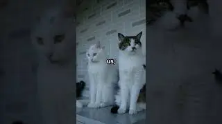 Why Do Cats Change Color  🐱✨#cats#dogs #food #catfood #cath1ealth #shorts #youtube