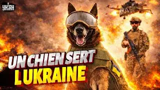 Histoire incroyable! Un chien a SAUVE HEROIQUEMENT sa maitresse et SERT aujourd hui l Ukraine